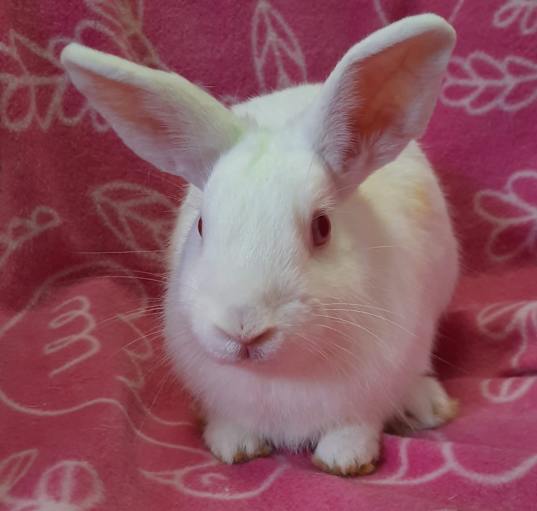 Photo of Clover