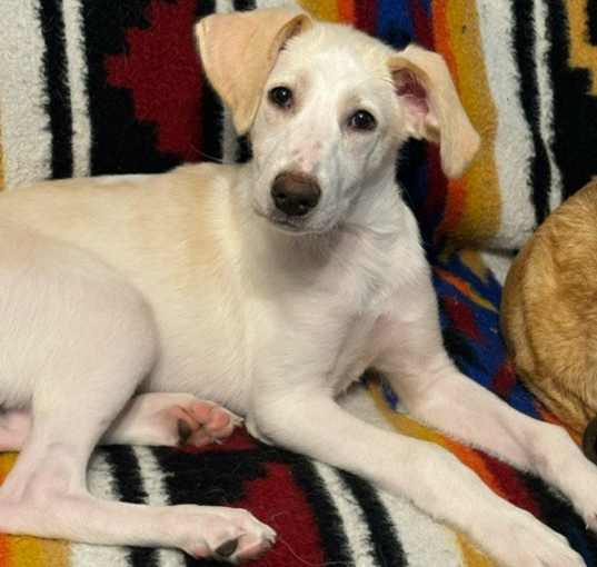 Photo of Casper