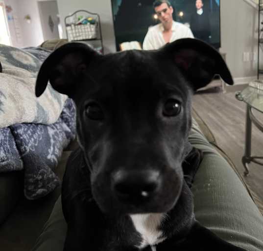 Photo of Lily