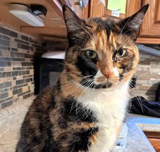 Photo of Acme with extra toes!