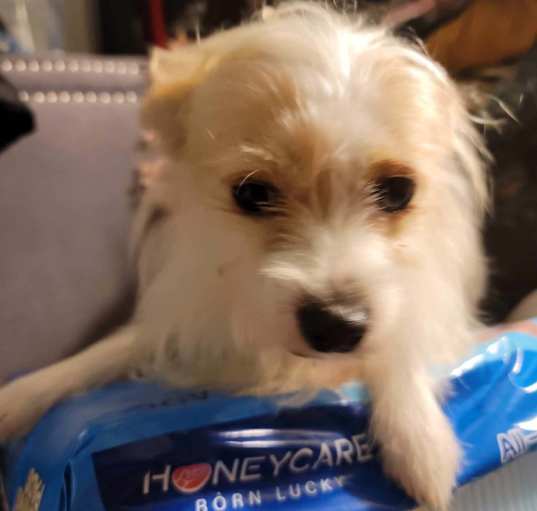 Photo of Lucky