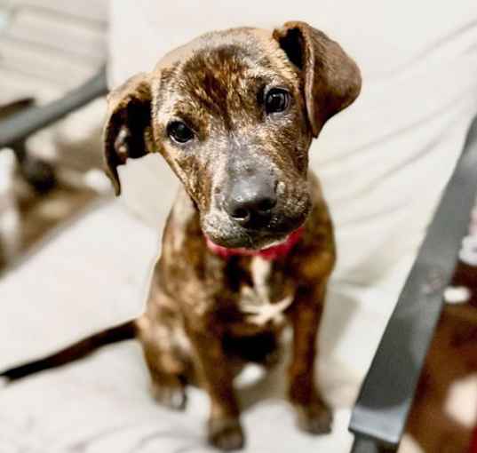 Photo of Delilah