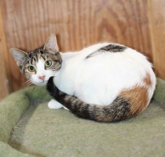 Photo of caliope