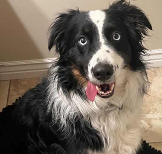 Photo of Indy