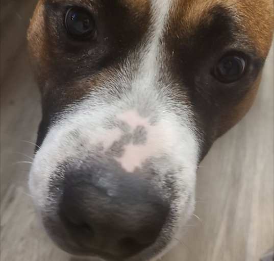 Photo of Tank (Hurricane Helene Rescue)