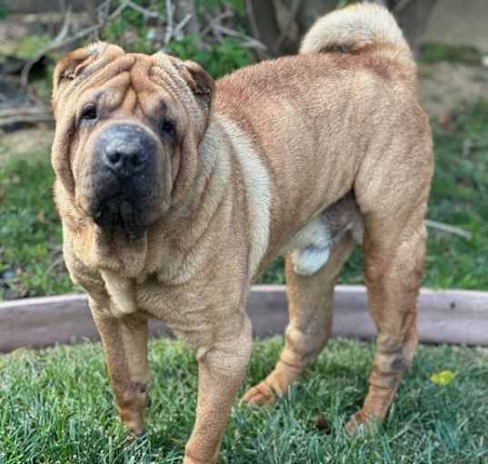 Photo of Bear