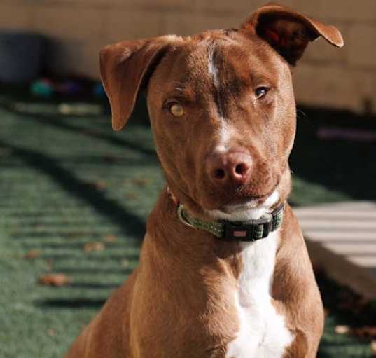 Photo of Bob - $75 Adoption Fee!  Diamond Dog!