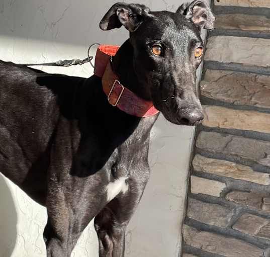 Photo of Ruler