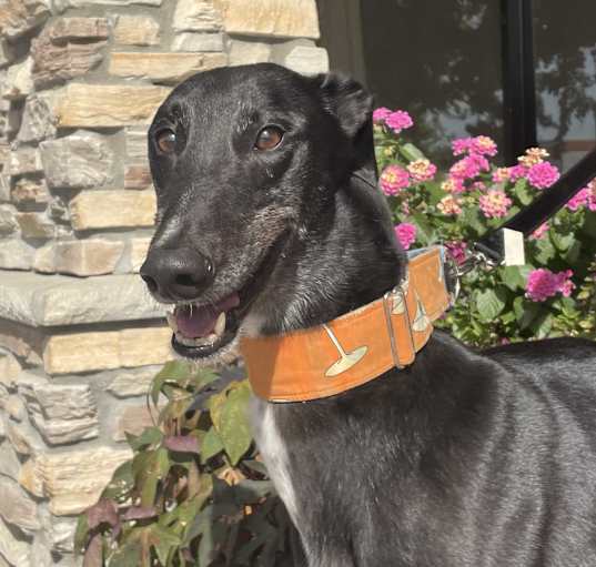 Photo of Jock