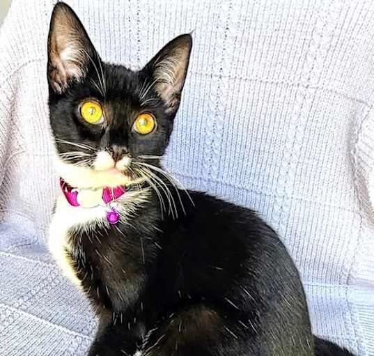 Photo of KITTEN MARS