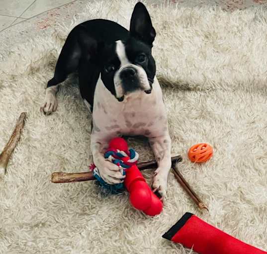 Photo of Moxi