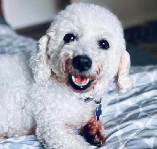 Photo of Opal