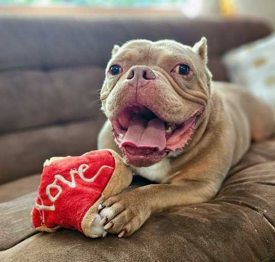 Photo of Koa