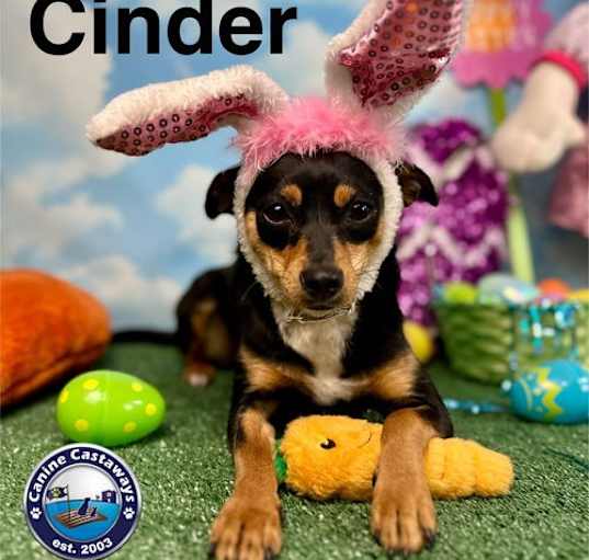 Photo of Cinder
