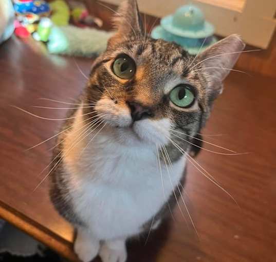 Photo of Piper