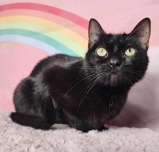 Photo of Morgana