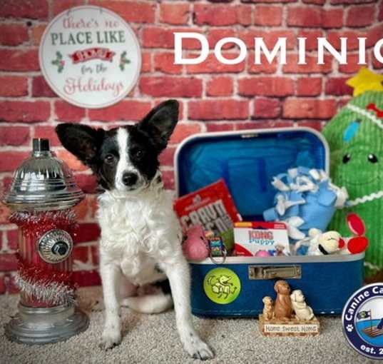 Photo of Dominic