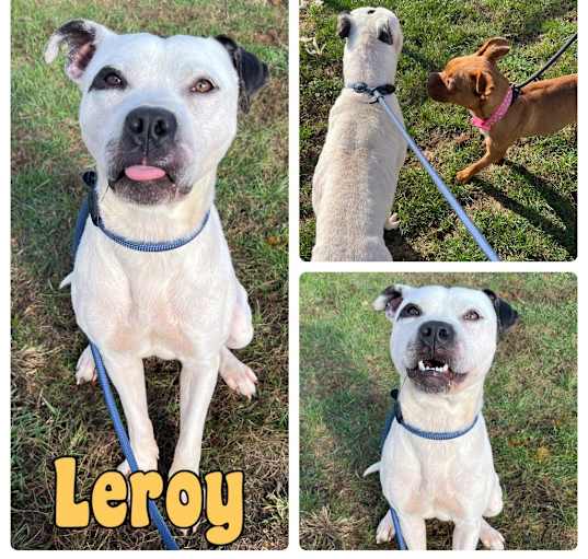 Photo of Leroy- SPONSORED