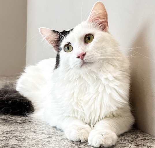 Photo of Cypress