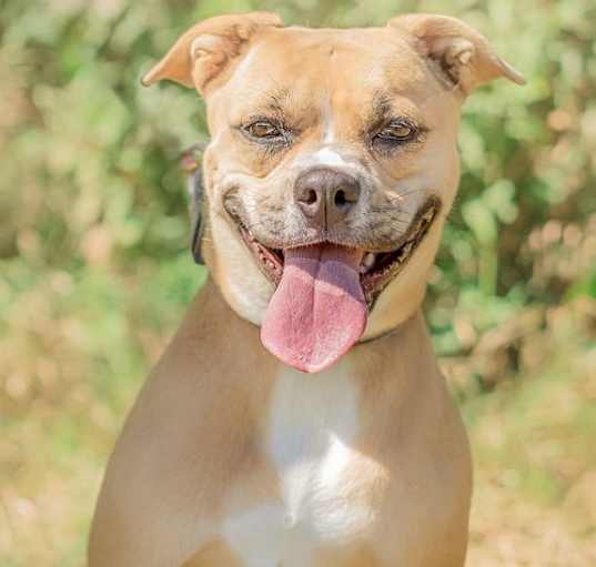 Photo of Daisy