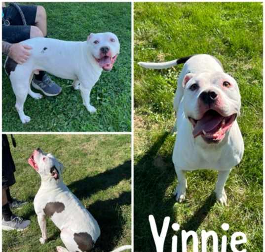 Photo of Vinnie