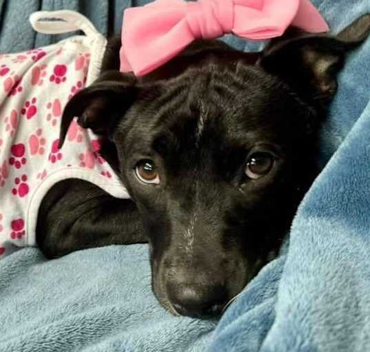 Photo of Little Livvy