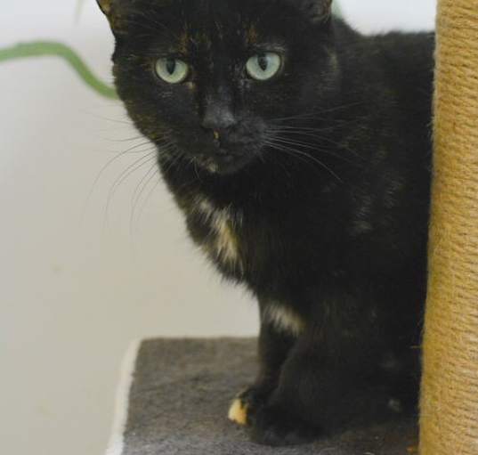 Photo of Cadbury