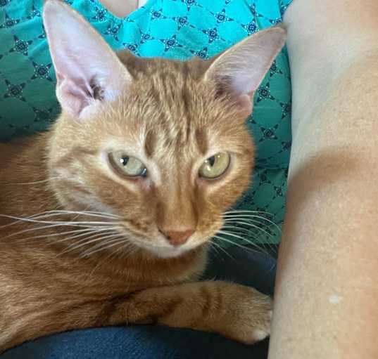 Photo of Ginger