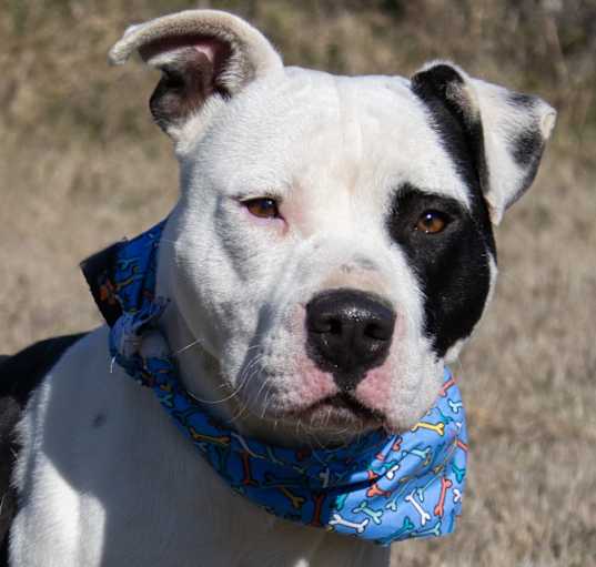 Photo of Oreo