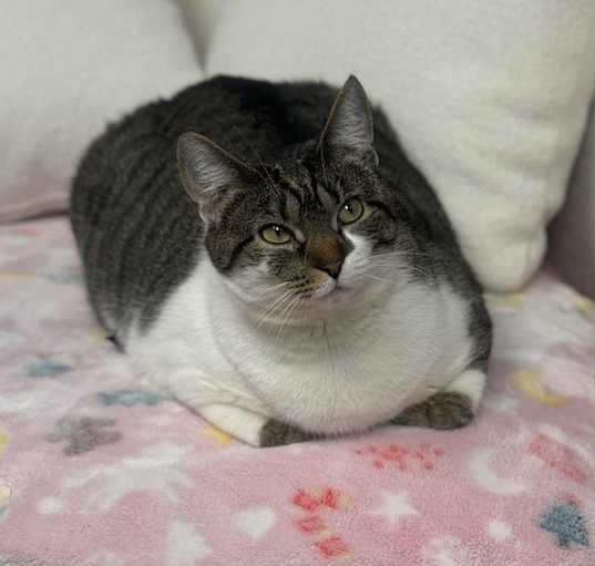 Photo of KitKat 2024