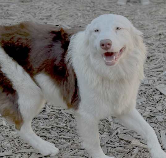 Photo of Murray