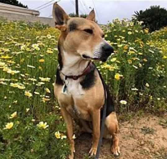 Photo of Scout