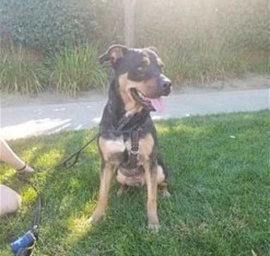 Photo of Tyson