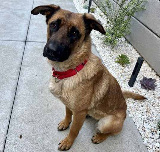 Photo of Roxie