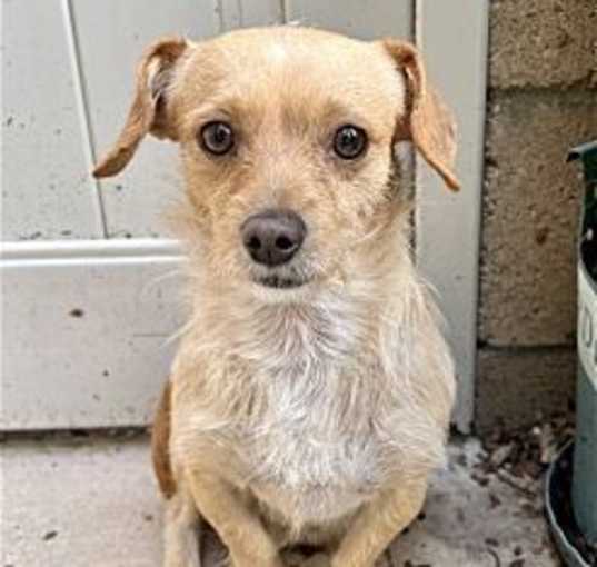 Photo of Sampson