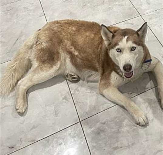 Photo of Coco