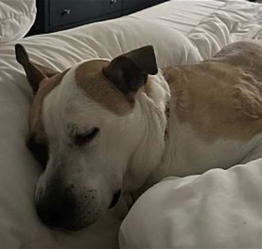 Photo of Daisy