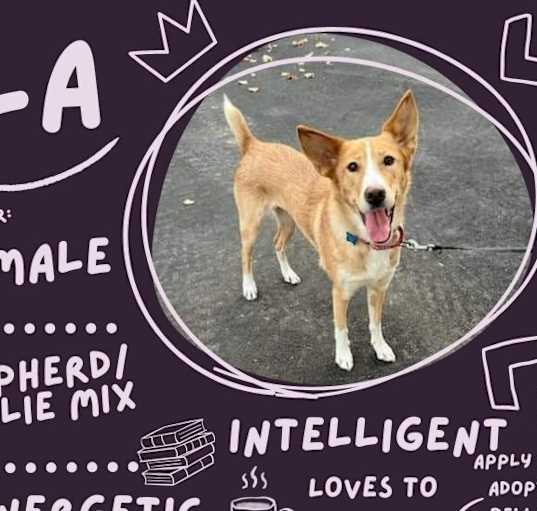 Photo of Bella