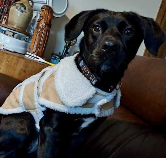 Photo of Scarlett