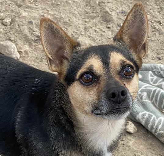 Photo of Buddy