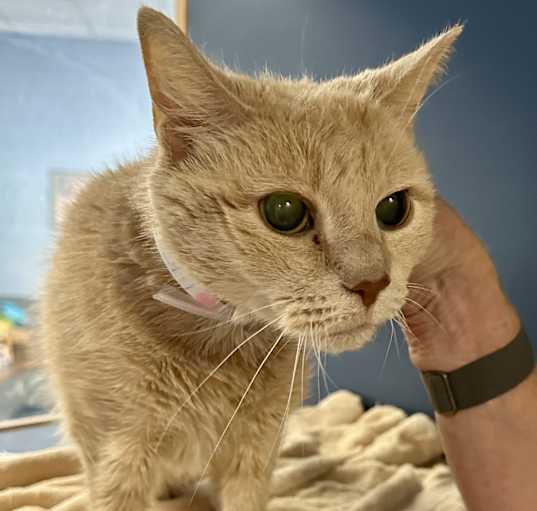 Photo of Prissy