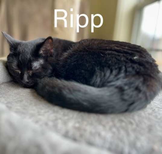 Photo of Ripp