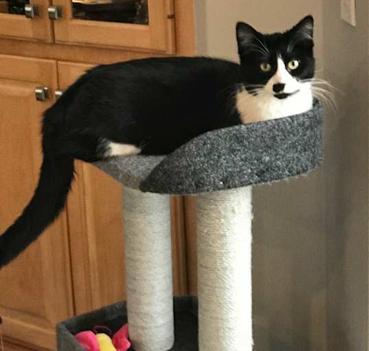 Photo of Little Prince