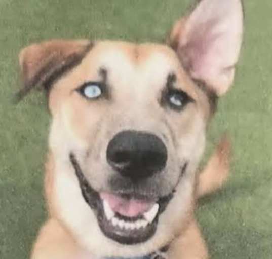 Photo of Shiloh