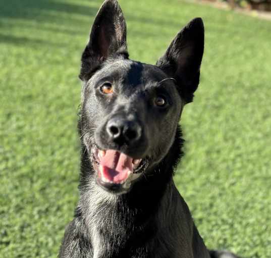 Photo of Bear IN LA!!