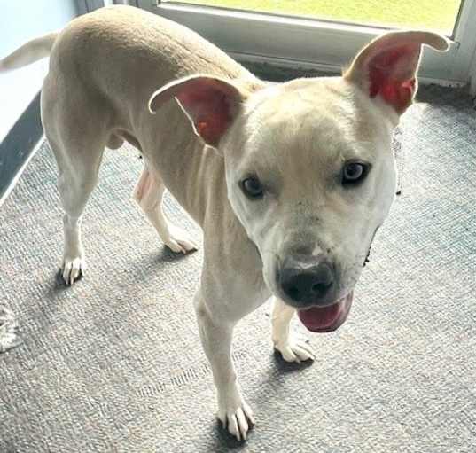 Photo of Diesel