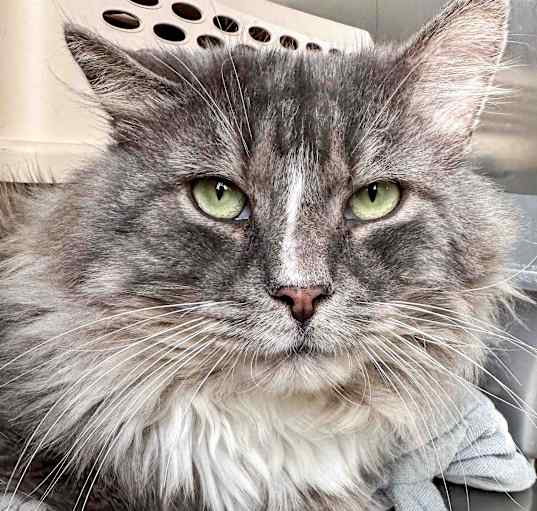 Photo of Alfred