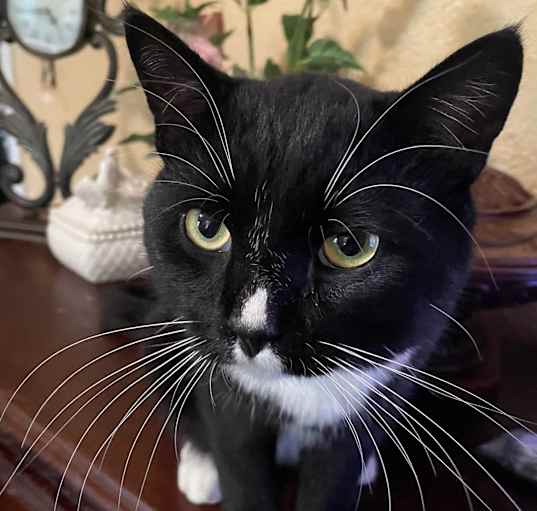 Photo of Tractor Tux