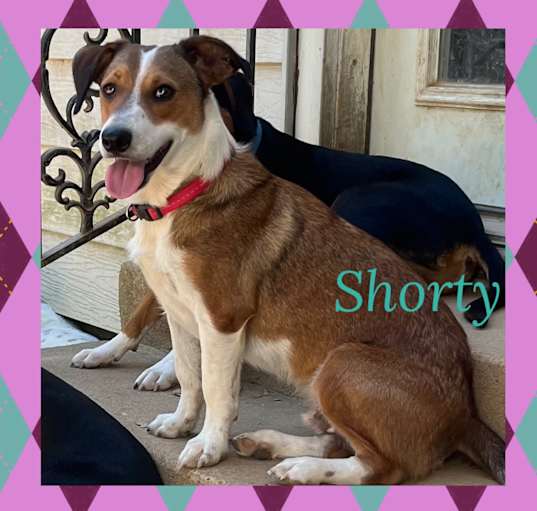 Photo of Shorty