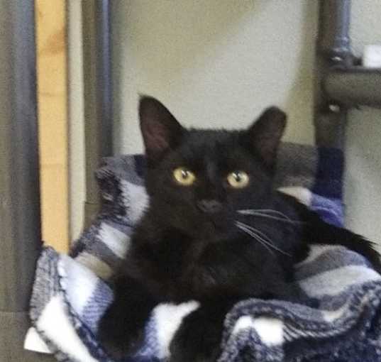 Photo of Gizmo